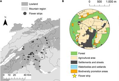 Competition and Facilitation Effects of Semi-Natural Habitats Drive Total Insect and Pollinator Abundance in Flower Strips